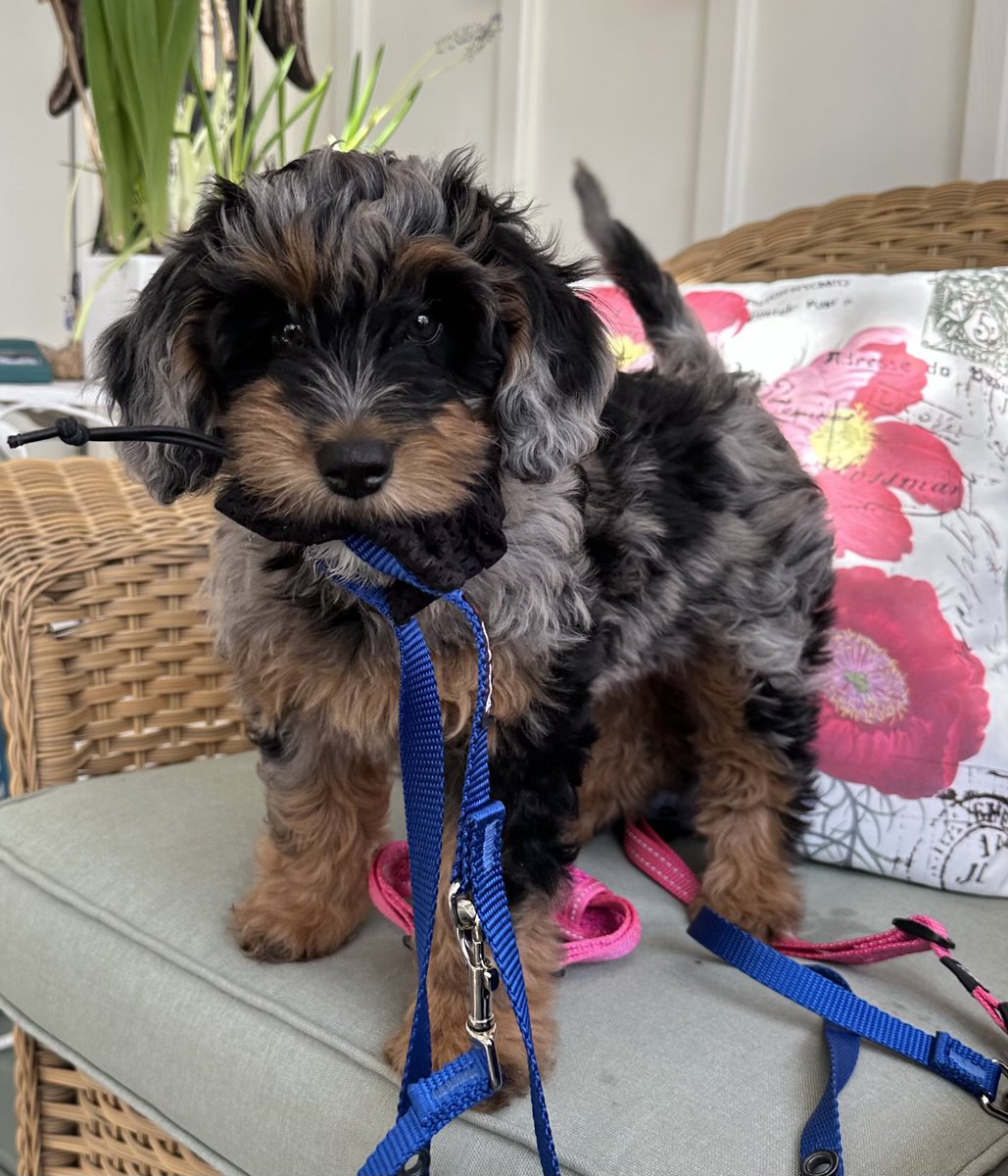 Our newest family member #Remi #GrandPuppy ❤️ 🐾 🐶