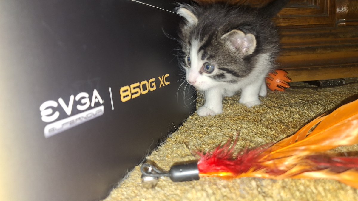 Kitten photo dump 😊