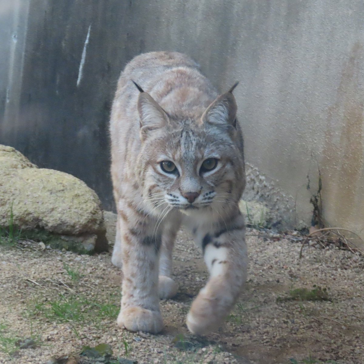 ソラ
🎉11歳の誕生日おめでとう🎂
園内で引っ越しとかいろいろ
環境が変わったけどこれからも
元気に過ごしてね。
#王子動物園 (撮影:2025) 
#円形猛獣舎 #ボブキャット 
#ソラ #ボブキャットのソラ 
#ボブキャットが見れるのは王子動物園だけ 
#bobcat #lynx_rufus #sora 
#誕生日 #誕生日おめでとう