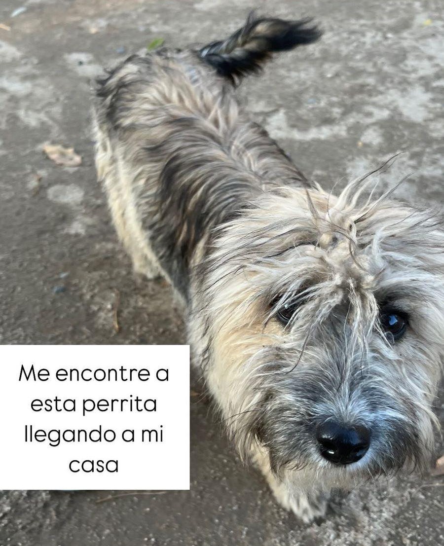 Encontraron a esta perrita en el sector Toribio Larraín en la comuna de Peñaflor. Creen que puede estar perdida. Si alguien la reconoce, favor comunicarse al +56931818409. Favor RT por si su familia la está buscando!
#Penaflor
