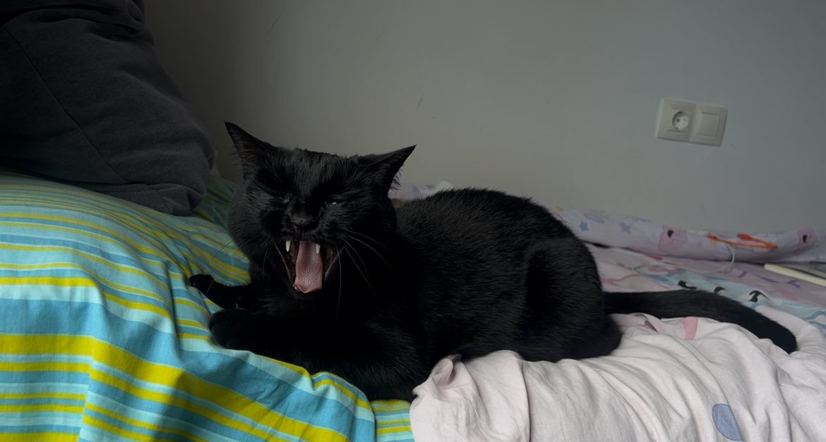 miau tweet media