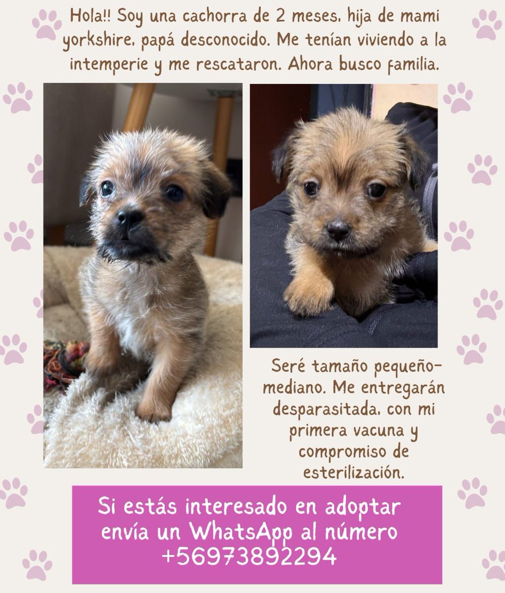 Favor difundir a esta pequeñita en adopción!
#Santiago