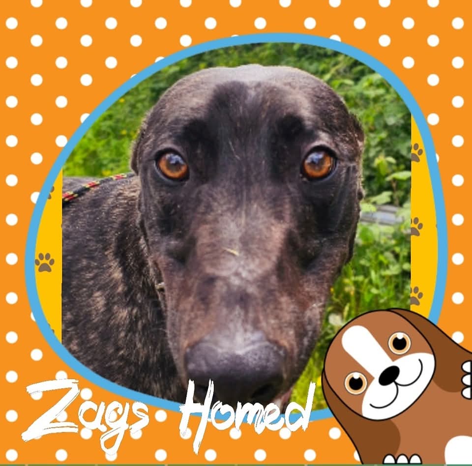 Hector’s Greyhound Rescue (@hectorsgrescue) on Twitter photo 