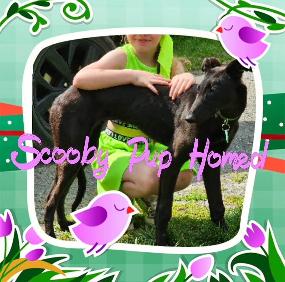 Hector’s Greyhound Rescue (@hectorsgrescue) on Twitter photo 
