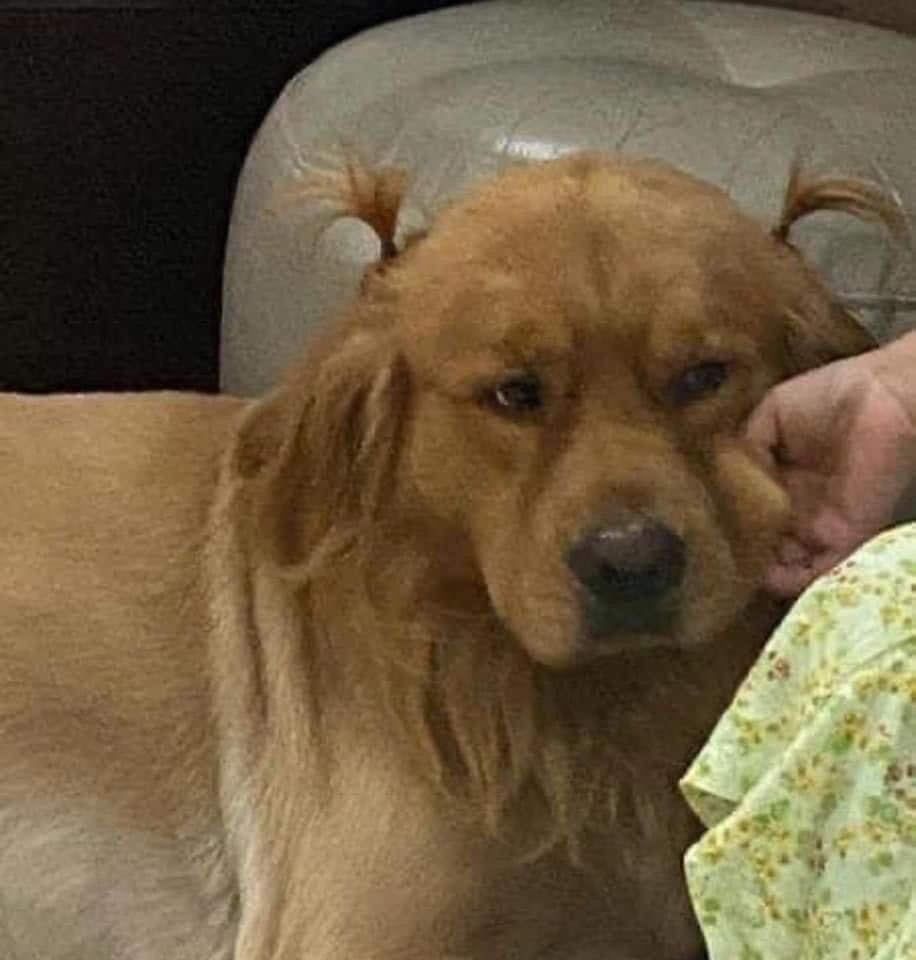 💖 (@twaniimals) on Twitter photo 