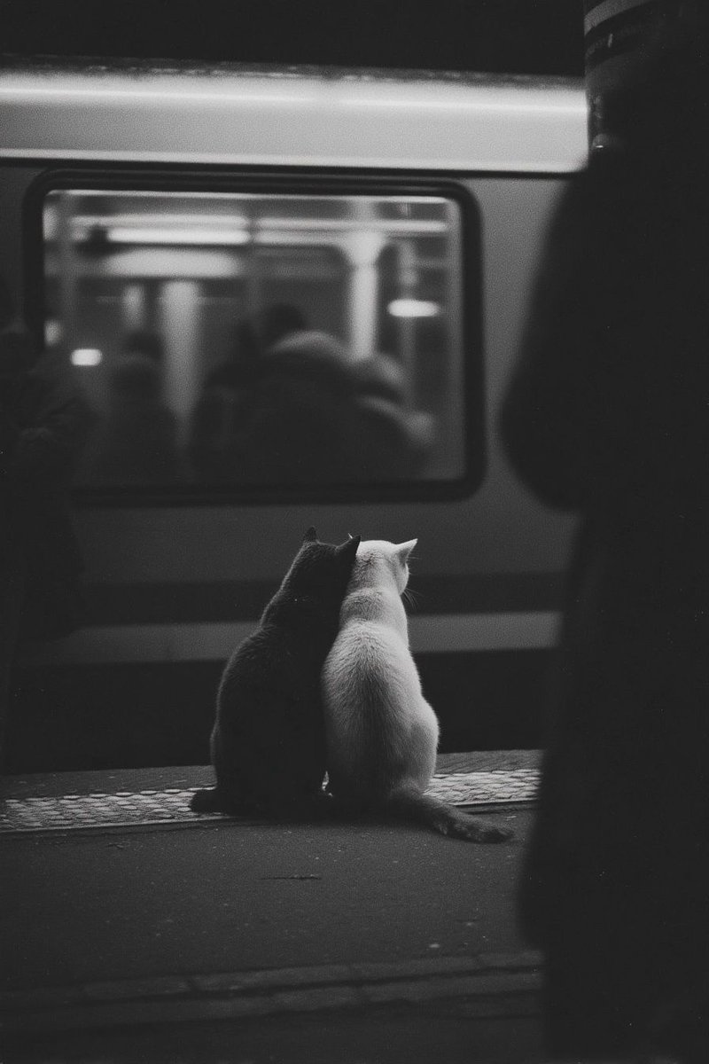 "photo of a modern couple hugging each other, waiting for a subway train, black and white photo " 

#midjourney #sref #oref #ai