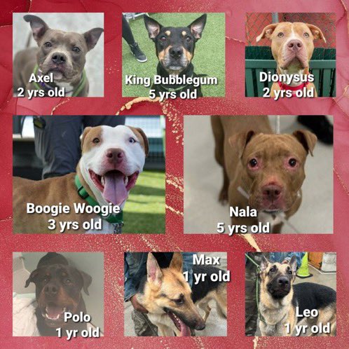 Active Kill 💉Commands•NYC•May1️⃣ 0️⃣ 

Dionysus • King Bubble Gum • Boogie Woogie  are low in pledges 😞 

(Under $3️⃣ 0️⃣0️⃣•00)

Any amount helps tremendously 🤞🏻♥️