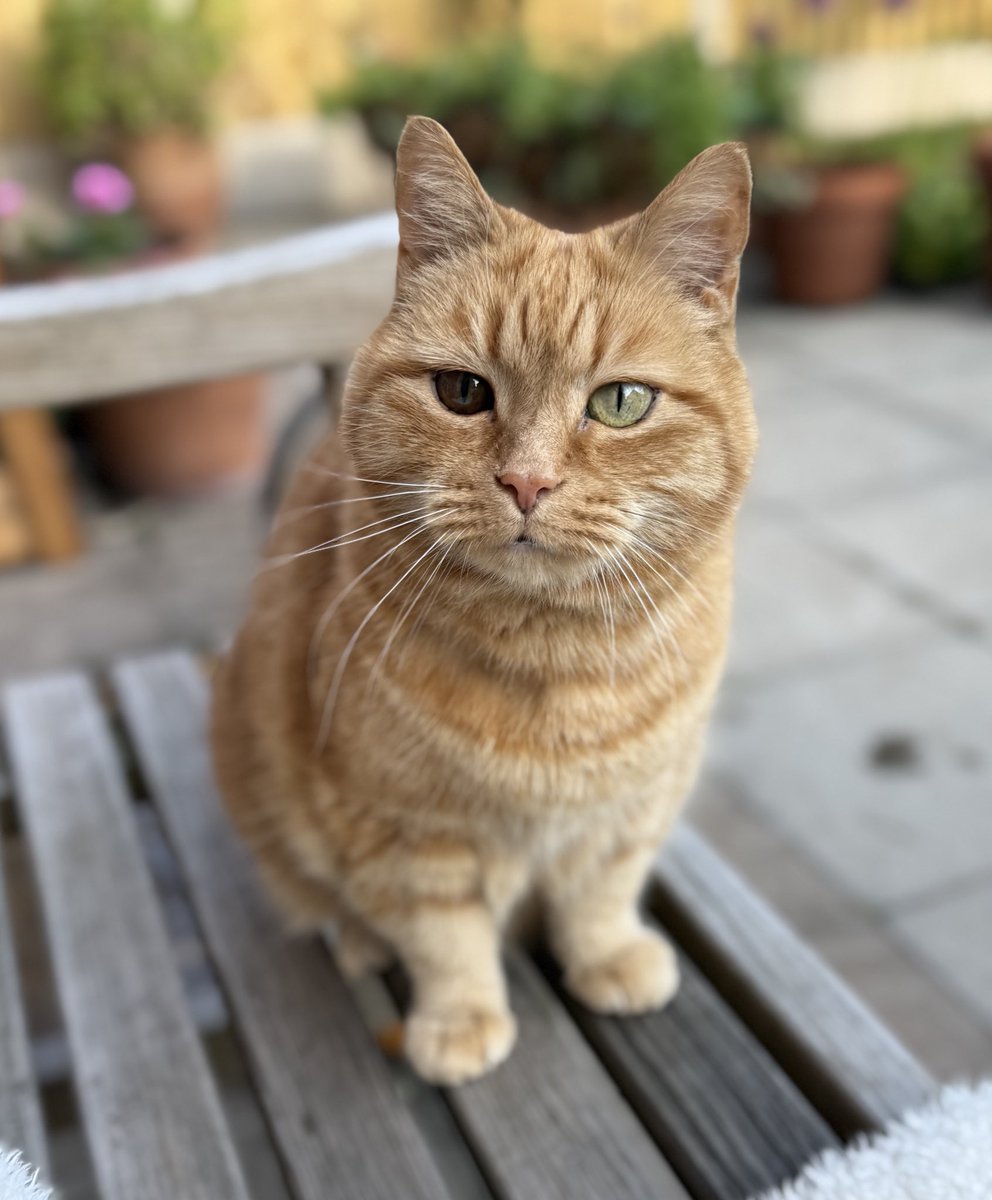 We’re dining alfresco tonight. The menu is good (dreamies) but the service is slow (probably because she is on the wine) . 🧡🐾