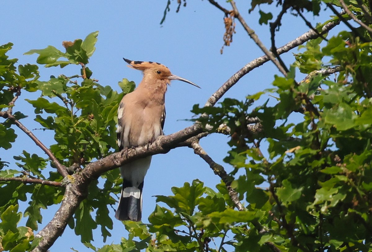 earlseye's tweet photo. A real treat to see &amp; hear this Hoopoe today at Sandy Lane, Newchurch Common https://t.co/s7k56TPoek