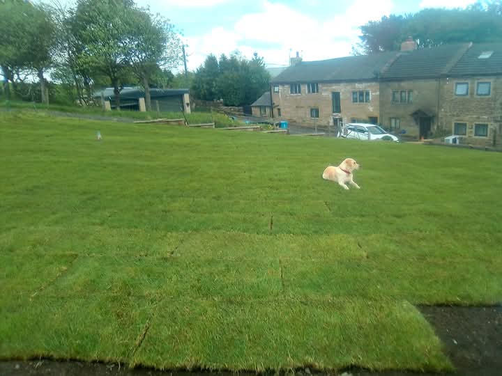 This dog was called Barry