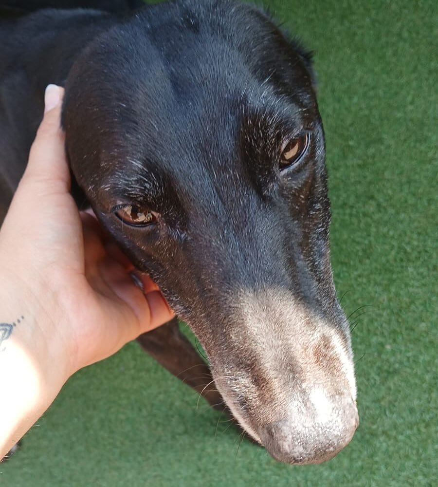 AdoptionsUk's tweet image. Urgent,  please retweet to help Alan find a foster or forever home #CHESHIRE #UK - Registered British charity. Sat May 20th 2025 🐶😰
EMERGENCY . Alan has lived in a house all of his life with his dad, unfortunately his dad passed yesterday leaving Alan all by himself wondering…