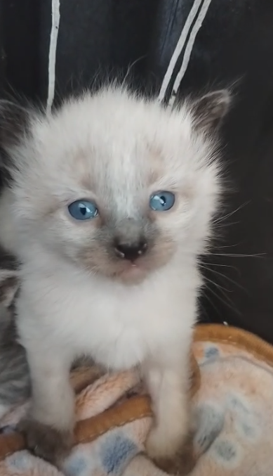 sidneh (comms open) tweet media