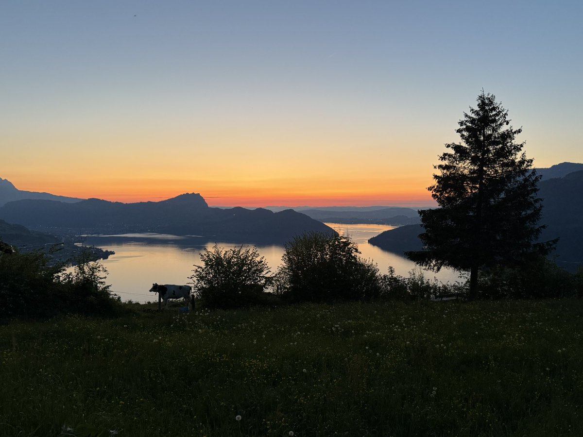 Vierwaldstättersee mit Kuh!