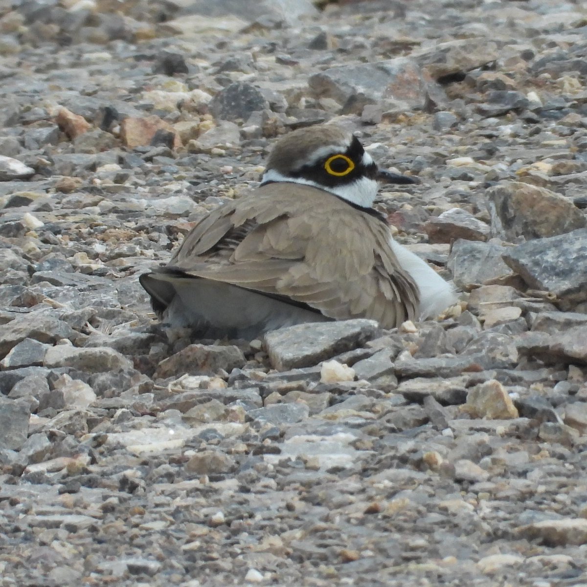 Matt Hull17 (@hull17matt) on Twitter photo Forest of Dean: 2 Wood Warbler, 14 Willow Warbler, 3 Garden Warbler, 2 Firecrest, 2 Spotted Flycatcher, 1 Pied Flycatcher & 2 Tree Pipit. Arctic Skua & Guillemot off Sand Point this morning and LRP seen today elsewhere. <a href="/GlosterBirder/">Mike King🦉🐺</a> <a href="/BTO_GLOS/">BTO GLOS</a> <a href="/bristolbirding/">BristolBirding</a> Forest of Dean: 2 Wood Warbler, 14 Willow Warbler, 3 Garden Warbler, 2 Firecrest, 2 Spotted Flycatcher, 1 Pied Flycatcher & 2 Tree Pipit. Arctic Skua & Guillemot off Sand Point this morning and LRP seen today elsewhere. <a href="/GlosterBirder/">Mike King🦉🐺</a> <a href="/BTO_GLOS/">BTO GLOS</a> <a href="/bristolbirding/">BristolBirding</a>