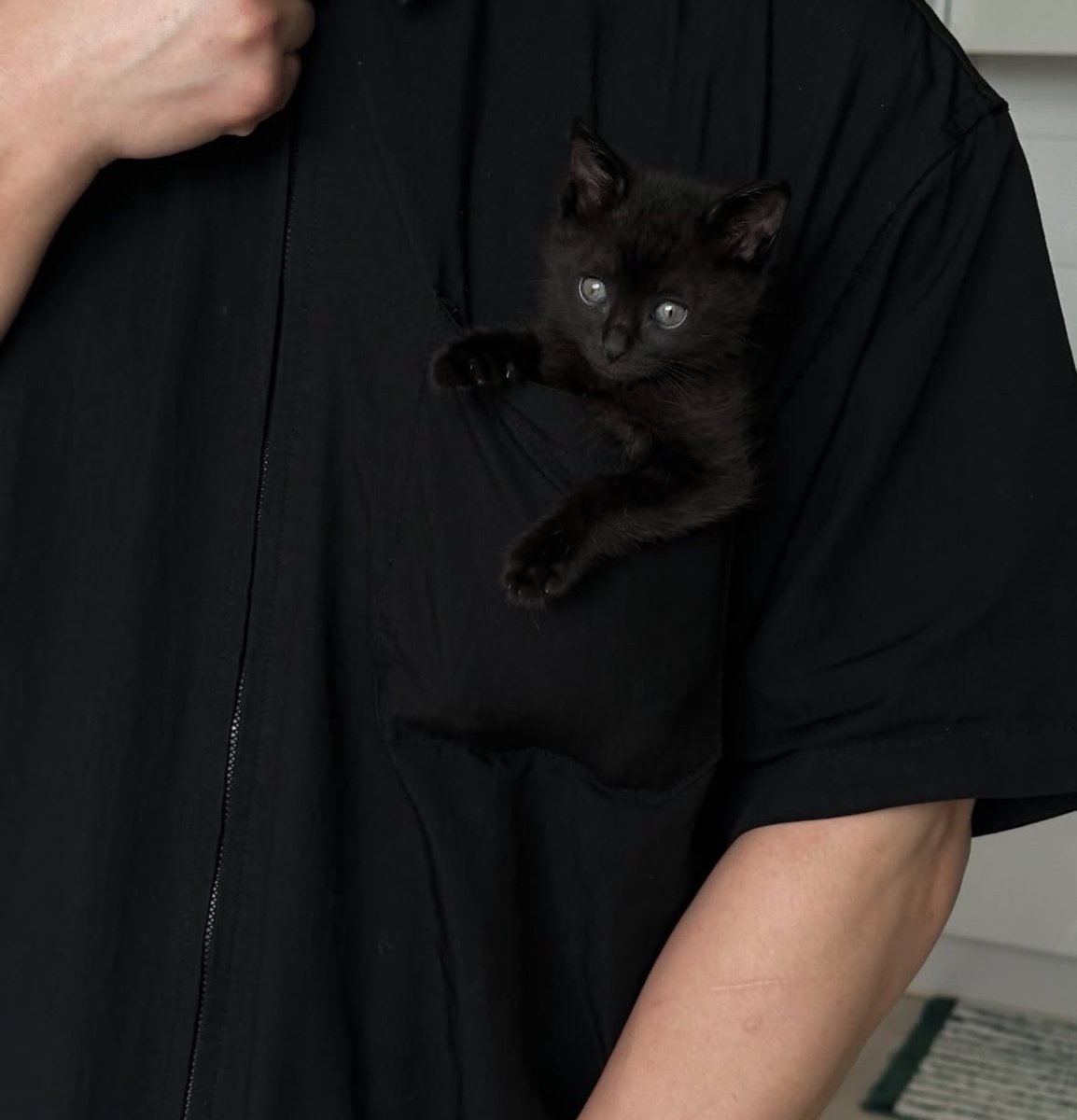 Black cats are not bad luck (@visualscat) on Twitter photo 