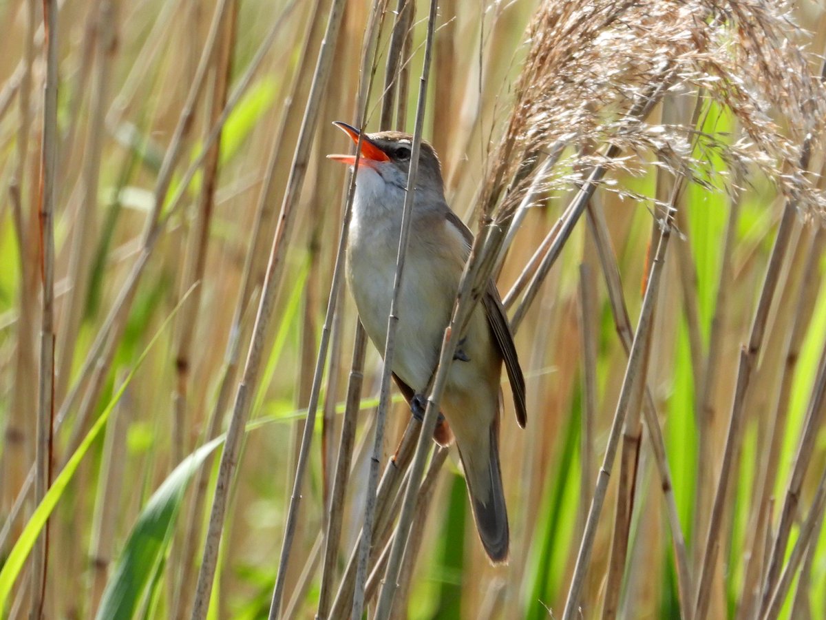 alanbodd's tweet image. The Great Reed Warbler still belting out its song at the Ouse Fen RSPB reserve in Cambridgeshire this morning.