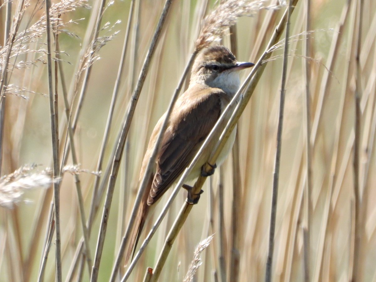 alanbodd's tweet image. The Great Reed Warbler still belting out its song at the Ouse Fen RSPB reserve in Cambridgeshire this morning.