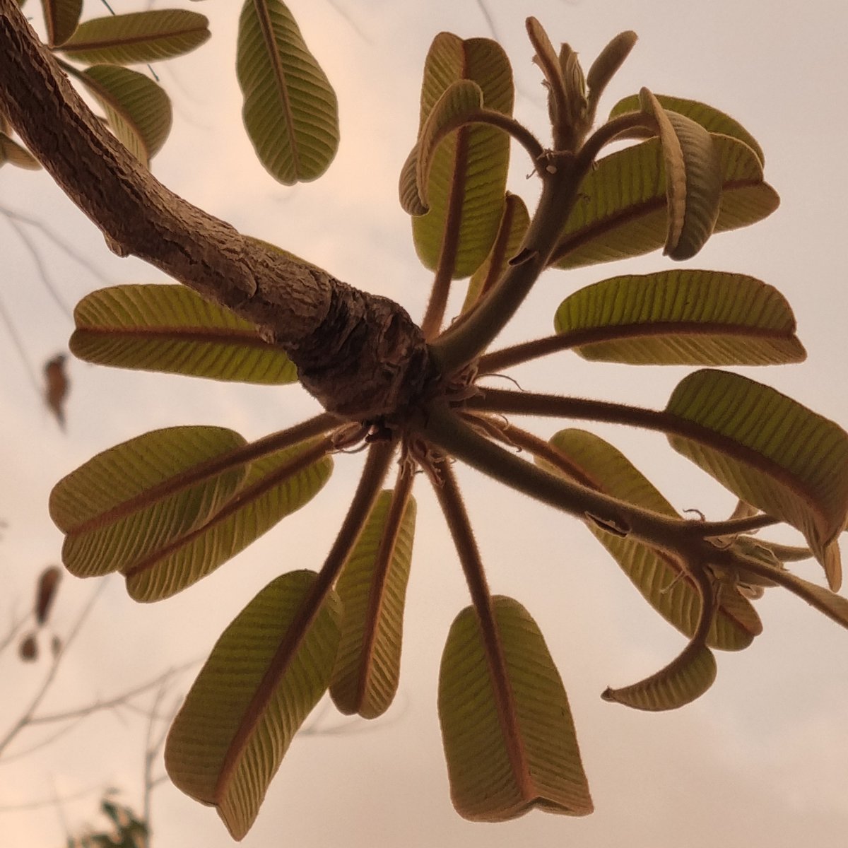 See those leathery leaves,
Laced with veins like stories on skin —
These are the shea leaves,
Rooted deep in the soul of Okere.
Each April, soft maroon shoots emerge,
Delicate, fresh, full of promise,
....
Read more in our April 2025 Newsletter: mailchi.mp/f2546a18522d/a…