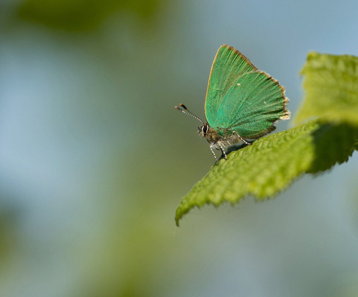 Today has mostly been spent with Green Hairstreaks