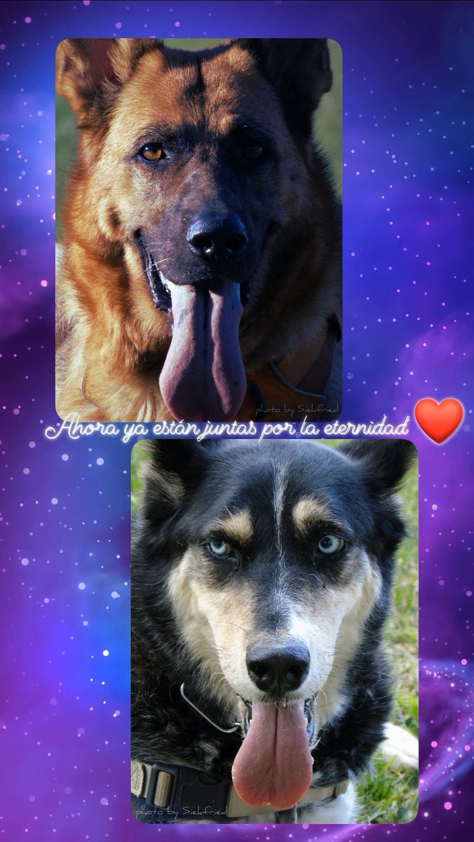 siekfried's tweet image. Now together forever ❤️