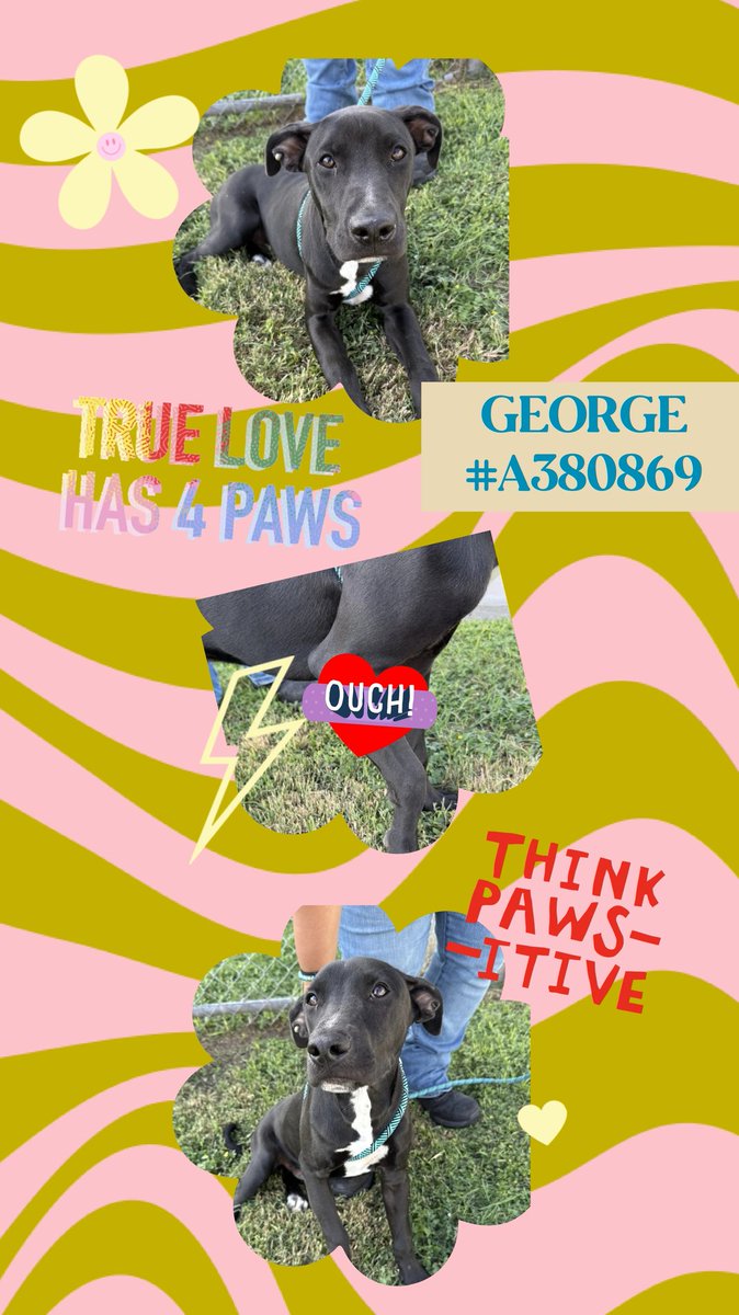 beeleevitonly's tweet photo. 🆘️☎️🛟🦺#MedicalRescue GEORGE #A380869 
#CorpusChristi #TX hasn't even bothered to HW test poor 9 month old #BlackLabMix . Came in with 2 pups 10 days ago❓️their fate ❓️sweet friendly pup with badly healed leg injury on #Euthlist 5/12. For space since not deathly ill😢🤬
Please 🆘️ #PledgeForRescue here
