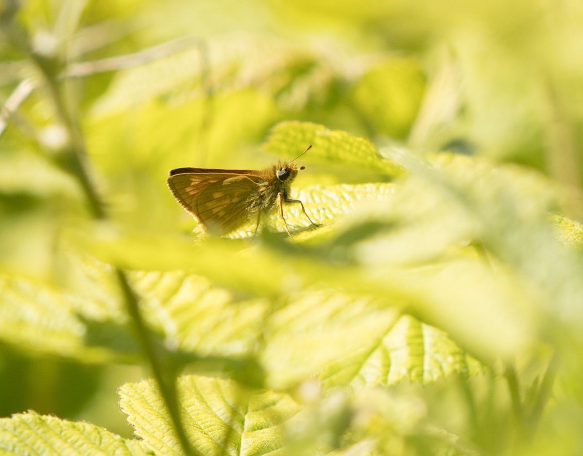 A very early Large Skipper seen today with <a href="/BCSussex/">Sussex Butterfly Conservation</a>