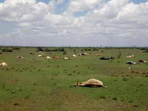 hon_lesamburui's tweet photo. 7 years ago, over 400 cattle were brutally killed by police in Laikipia.
This image is a painful reminder of that injustice.
We will not forget.

They gave the orders. Our cattle were shot. Our livelihoods destroyed.
👇continues https://t.co/9tGz2gaDzE