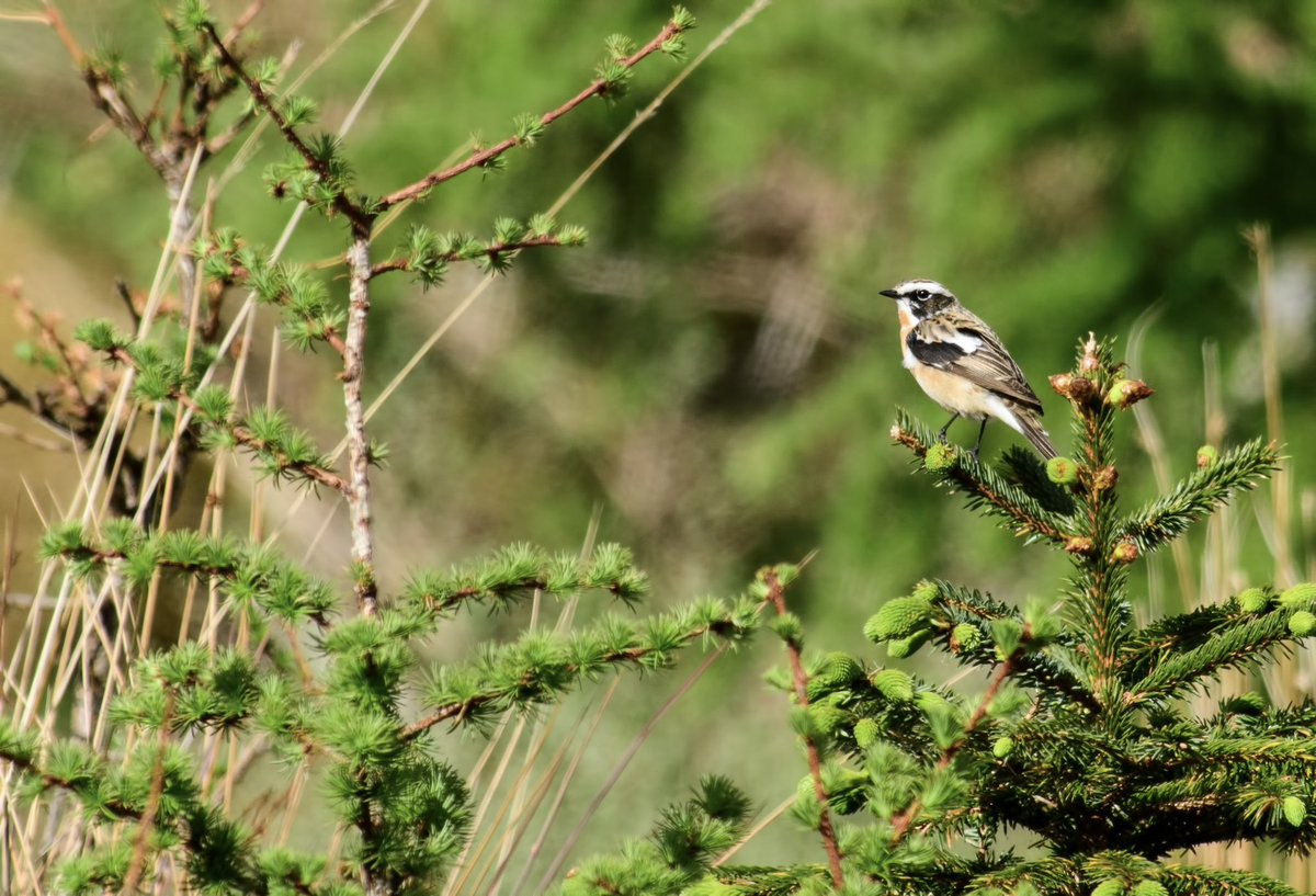 WhitleyBirder's tweet image. Our annual Scotland trip is underway, with a night in Strontian followed by four nights on Uist, before finishing up in Aviemore. Loads of quality on offer already, in a stunning setting and glorious sunshine - it’s good to be back!