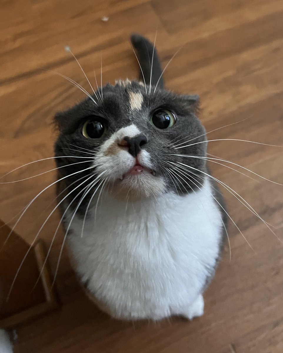 NoEngrishPlease's tweet image. Why have kids when you can have this