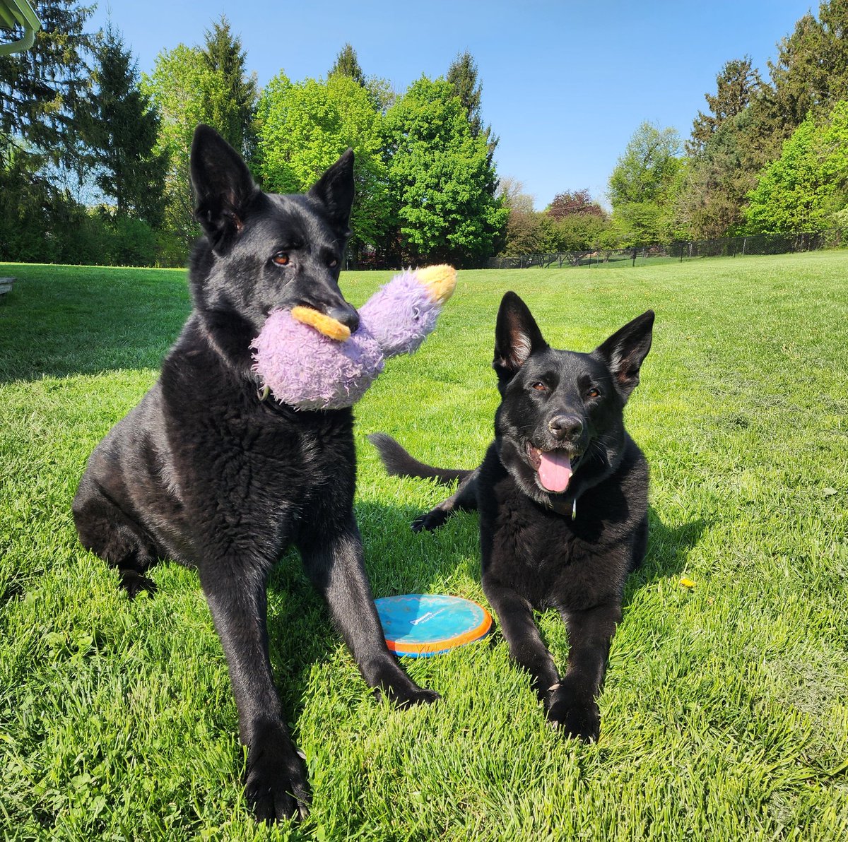 I almost got Fritz to sit still. Meanwhile, Rafael loves having his picture taken. Now I know what my Mom went through when she tried to get me to sit still for photos as a kid. God bless all the wonderfully patient Mom's out there. 🙏❤️🙏

#MothersDay2025 
#MothersDay