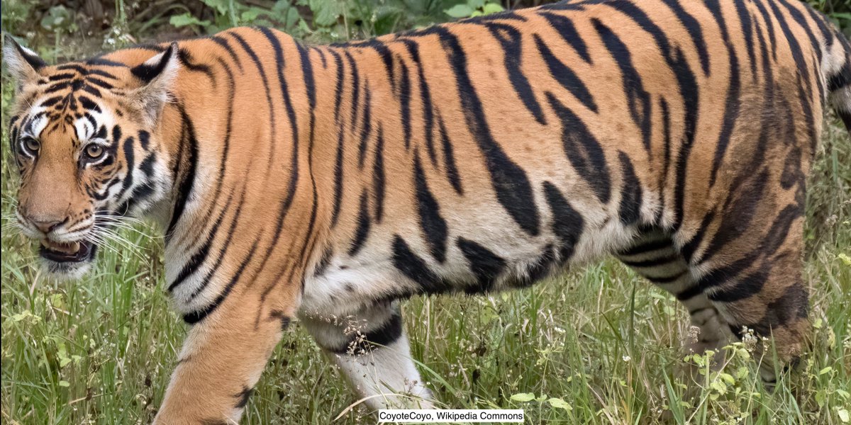 Path4People's tweet image. 🐅 Tigroid Background

💉 Seen in FNA, Diff-Quik stains 

🔬 In Tumors w ⬆️ Glycogen; Cytoplasmic Fragility; +/- Clear Cell morphology

Examples: Seminoma, Ewing&apos;s, Parathyroid adenoma, Clear cell Sarcoma, Squamous cell carcinoma (clear cell variant).

#pathx #cytopath #pathology