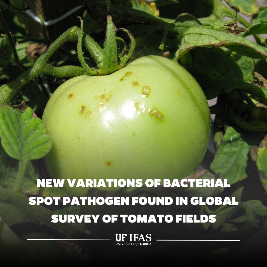 UF IFAS Solutions (@uf_ifas) on Twitter photo A global team of scientists led by <a href="/UFGulfCoastREC/">UF Gulf Coast REC</a> & <a href="/UFPlantPath/">UF/IFAS Plant Pathology Department</a> scientists has discovered unexpected genetic variation in a pathogen that causes bacterial spot disease of tomato.
More on the study published by <a href="/PLOSPathogens/">PLOS Pathogens</a> 🔗 bit.ly/4kafFtd A global team of scientists led by <a href="/UFGulfCoastREC/">UF Gulf Coast REC</a> & <a href="/UFPlantPath/">UF/IFAS Plant Pathology Department</a> scientists has discovered unexpected genetic variation in a pathogen that causes bacterial spot disease of tomato.
More on the study published by <a href="/PLOSPathogens/">PLOS Pathogens</a> 🔗 bit.ly/4kafFtd