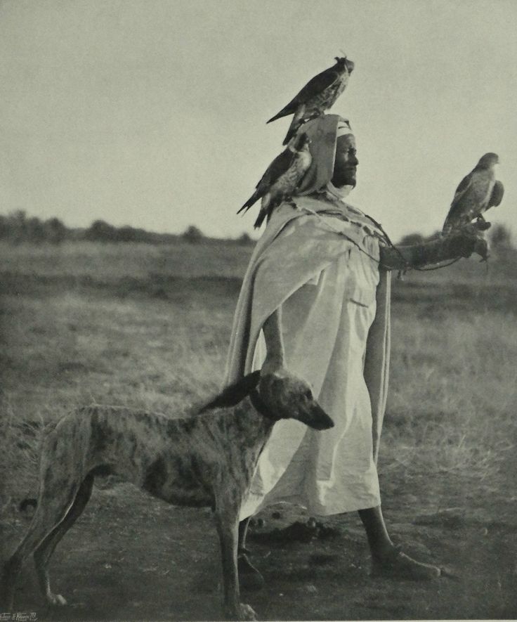 Photographie d'une scène de chasse en Algérie 🇩🇿 (1ere moitié du XXe siècle)

Pour cette partie de chasse, l'homme vêtu d’un burnous clair est aidé par 3 faucons et d'un lévrier fin et musclé, probablement un "Sloughi", une race de chien de chasse très ancienne, originaire