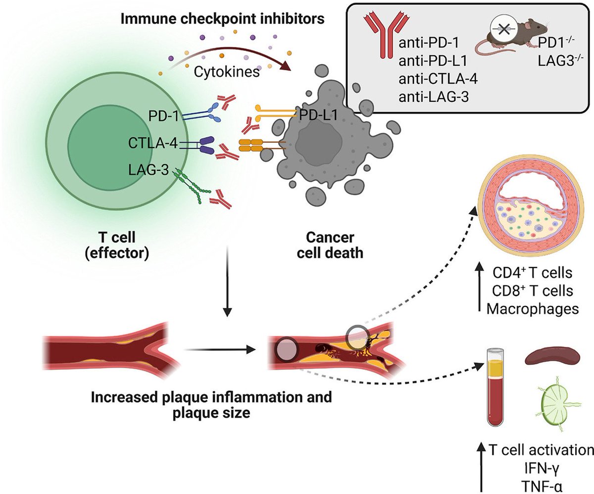 Atherosclerosis (@athjournal) on Twitter photo Inhibition of co-inhibitory immune checkpoint proteins leads to increased plaque inflammation, plaque size and systemic inflammation in murine models
🔗atherosclerosis-journal.com/article/S0021-…
<a href="/society_eas/">European Atherosclerosis Society</a> Inhibition of co-inhibitory immune checkpoint proteins leads to increased plaque inflammation, plaque size and systemic inflammation in murine models
🔗atherosclerosis-journal.com/article/S0021-…
<a href="/society_eas/">European Atherosclerosis Society</a>