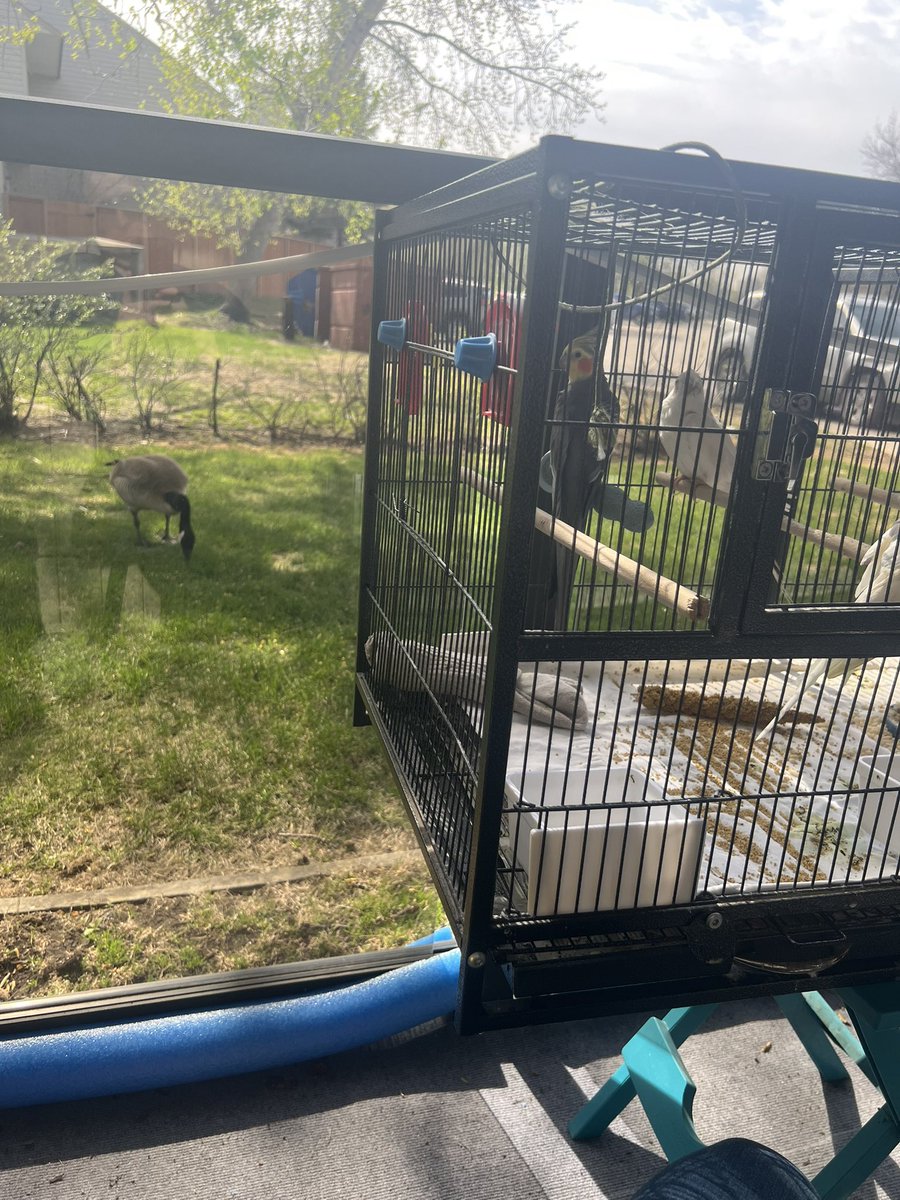 Chillin on the patios with our goose friend