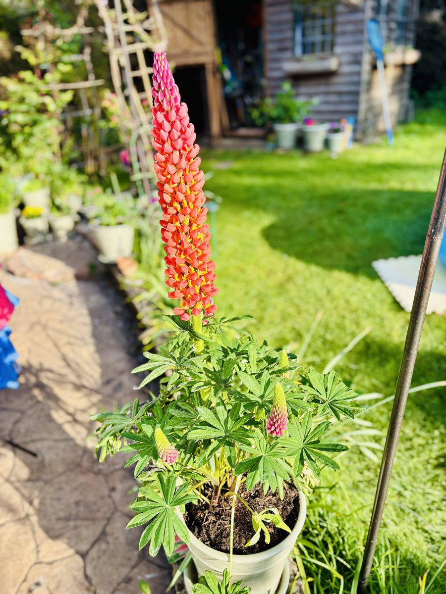 Amjad Ali tweet media