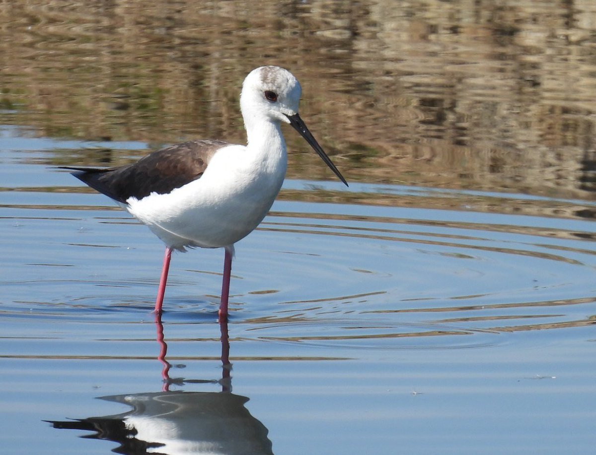 Lloyd Evans tweet media