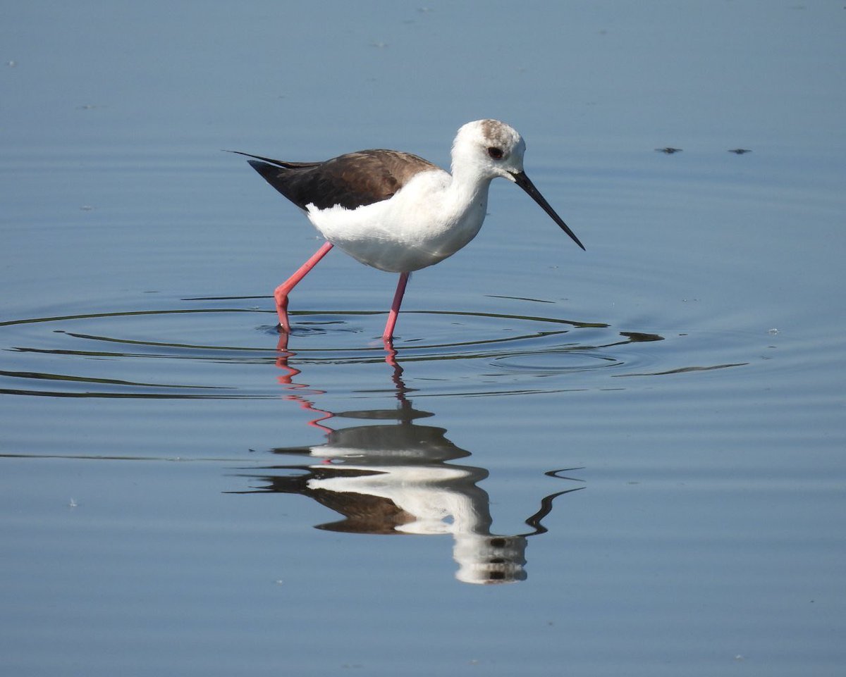 Lloyd Evans tweet media