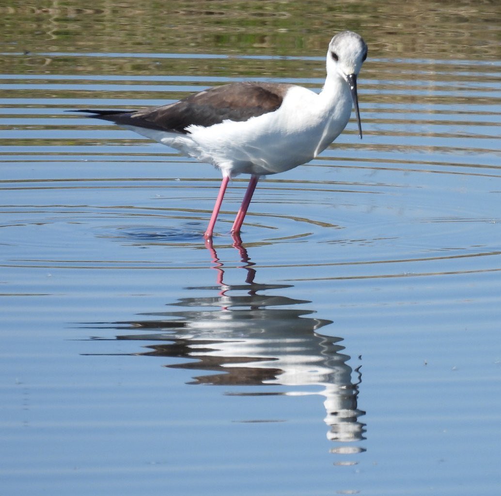 Lloyd Evans tweet media