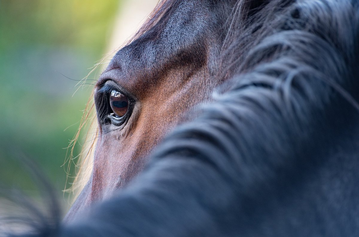 N.C. Agriculture Commissioner Steve Troxler is reminding equine owners to vaccinate their horses for Eastern Equine Encephalomyelitis and West Nile Virus! 

Learn more from him in the article below! #NCAgriculture   

Read more: rb.gy/j9d2uf