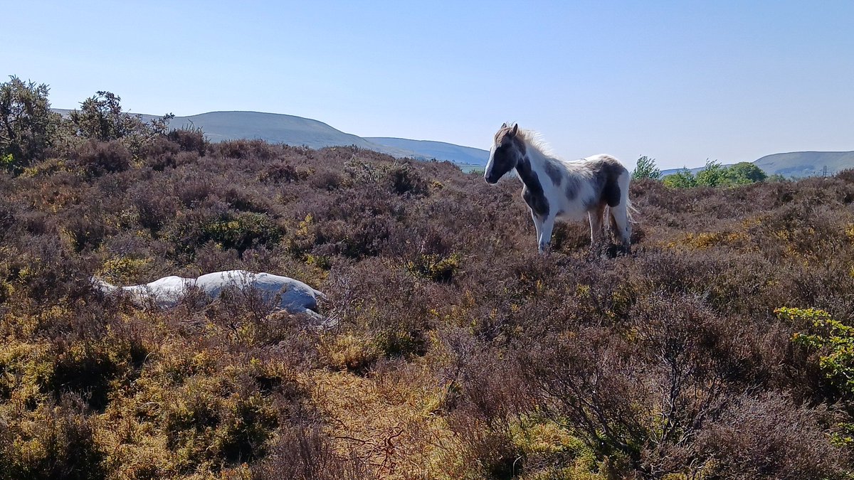 Animal Adoptions UK πβπ¦Ίππβ€οΈ (@adoptionsuk) on Twitter photo Update 9 pm 10 May <a href="/RSPCA_official/">RSPCA (England & Wales)</a> now in attendance - please check ponies near you, make sure they have plenty of water.
==================================
Urgent, emergency help needed for very ill ponies. Can anyone please assist? 2 horses are still alive, and urgently need Update 9 pm 10 May <a href="/RSPCA_official/">RSPCA (England & Wales)</a> now in attendance - please check ponies near you, make sure they have plenty of water.
==================================
Urgent, emergency help needed for very ill ponies. Can anyone please assist? 2 horses are still alive, and urgently need