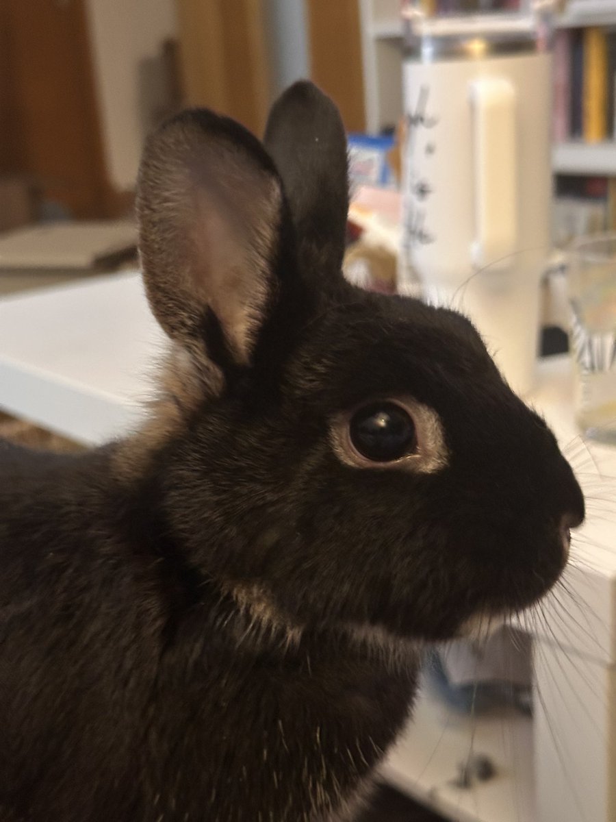 Dawnxy_87's tweet image. Dame la cena esclava!!! #bunnys #conejitos