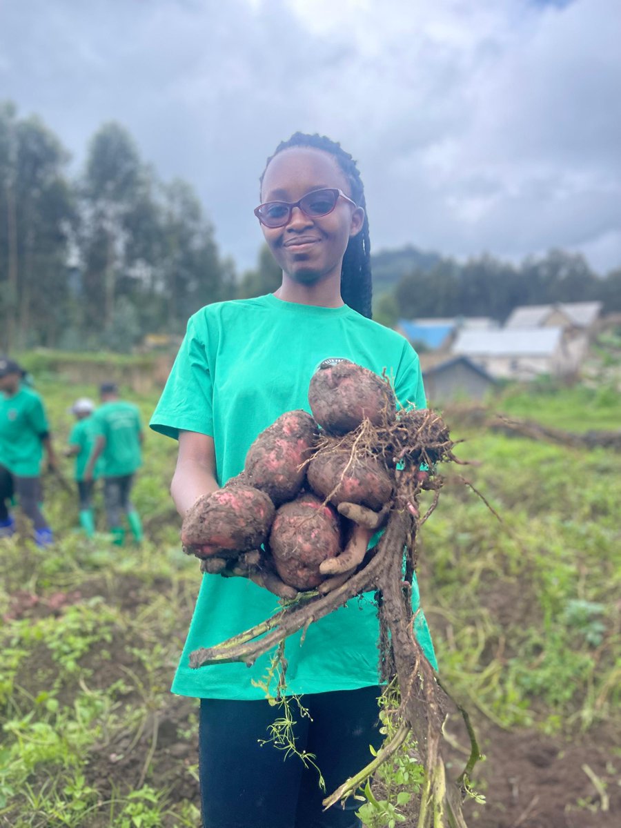 Health_PC's tweet photo. At the Health Promotion Club, based at @UR_CAVM , we dig deeper than soil — we dig for sustainable solutions to malnutrition. 
Our Irish potatoes harvest will directly support nutritious meals in our community. This is how agriculture becomes a tool for health.
@FAO 
@HP_Organi https://t.co/xwfVzbP768