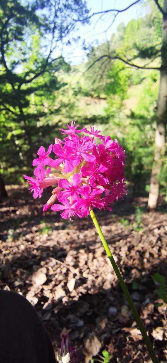 Annelerin değeri kıymeti bir güne sığdırılmaz.
Özellikle şehit annelerinin günü kutlu olsun 🌹 
#AnnelerGünü 
#IndiaPakistanConflict 
#FreePalestine