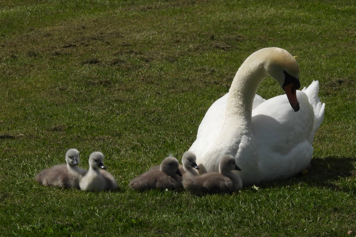 Finally cygnets hatching in Dublin 🇮🇪. Nesting late this year. Three nest were hatched on today's rounds. All parents are colour ringed.
Grangecastle 4 cygnets. CDJD &amp; CDLZ
Parkwest 3 cygnets. CFHP &amp; CFHS
Tymon Spawell 5 cygnets. CCFF &amp; CDKI