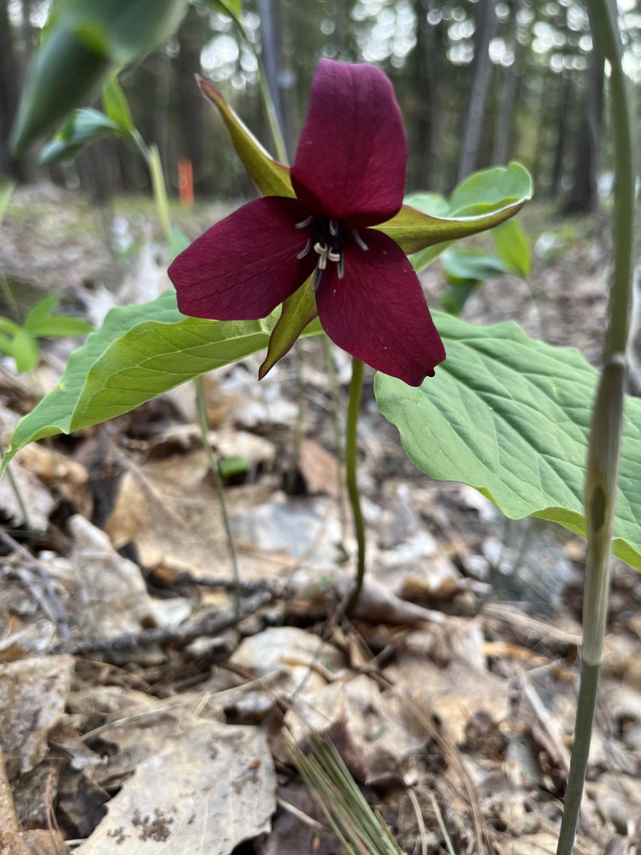 Ontario Trilliums!