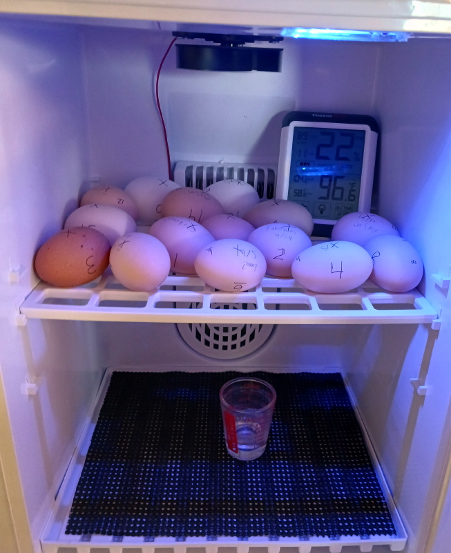 IT HAS BEGUN!
Fifteen #Chickam eggs went into the new Vevor incubator today! I'll candle in 10 days to see how many embryos we have and remove any duds. Hatch day *should* be Saturday, May 31st.
When the first egg pips we'll start our YouTube webcast here: youtube.com/@jackshenhouse
