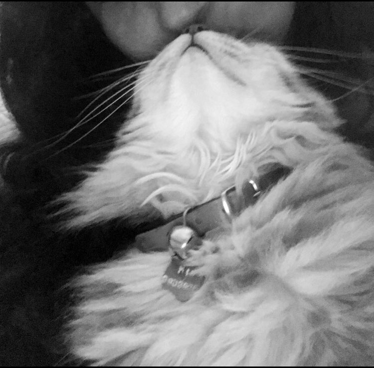 Feliz día mami. 
Iré cara día y cara noche a darte besitos de nariz. 
Ya no llores. 
Te amo desde el arcoíris 🌈 
Mini 💕🐾