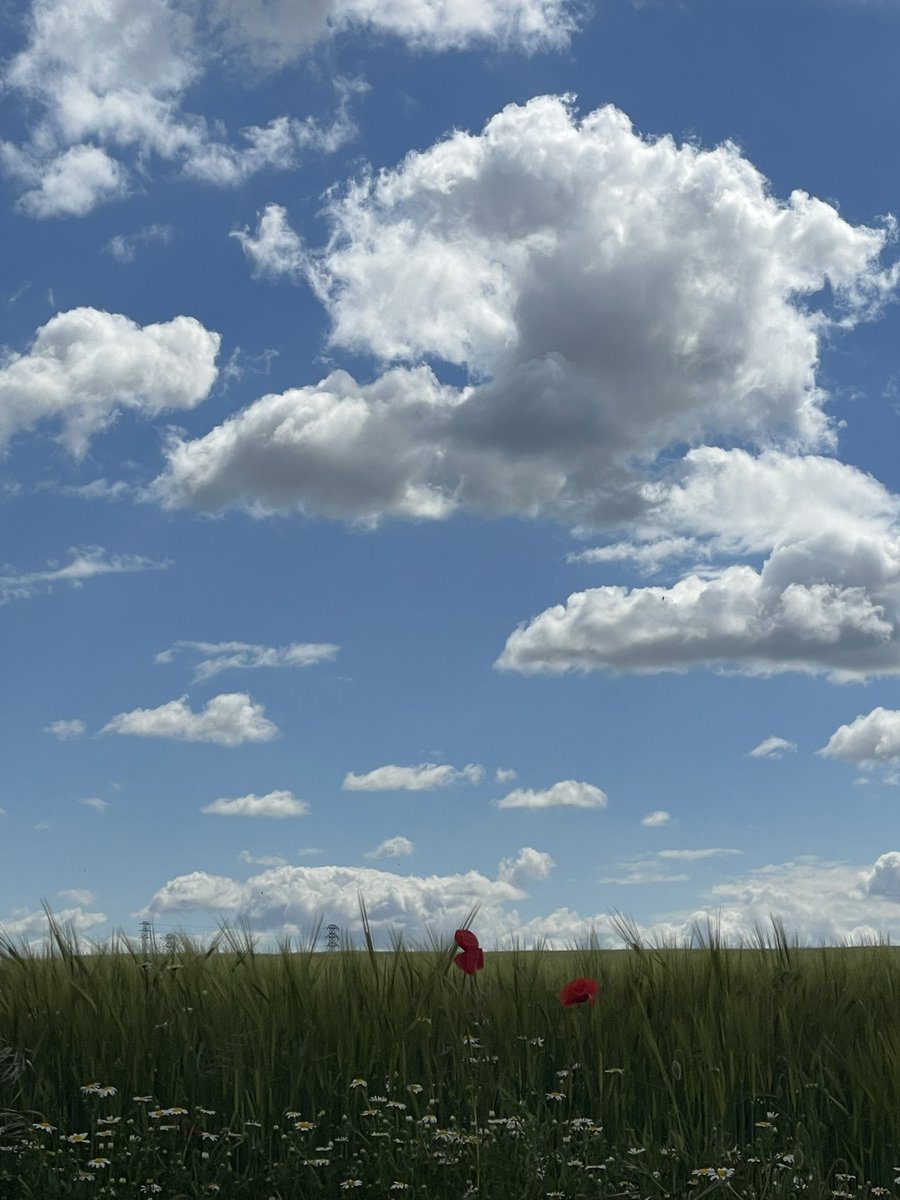 ¿Oleo sobre lienzo? Foto de iPhone en Nava del Rey. #Navadelrey