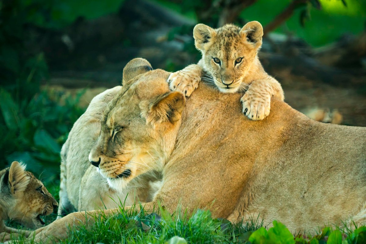 Jason Brown (@jbphotography0) on Twitter photo Had a lovely day out at <a href="/ZSLWhipsnadeZoo/">Whipsnade Zoo</a> today. Highlight of the day, was seeing the lion cubs and their interaction with mum, priceless and very cute
#lioncubs Had a lovely day out at <a href="/ZSLWhipsnadeZoo/">Whipsnade Zoo</a> today. Highlight of the day, was seeing the lion cubs and their interaction with mum, priceless and very cute
#lioncubs